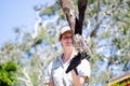 Nimble kites bird is about to fly from bird trainer hand in Flight Birds show at Taronga Zoo.